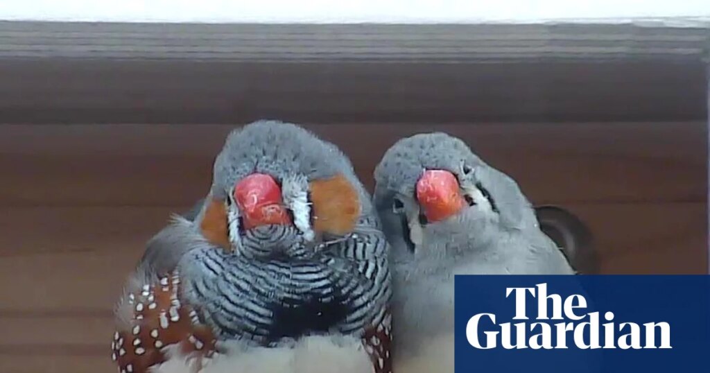 A little bird told her: scientist wins 0,000 prize for decoding birdsong | Animal behaviour