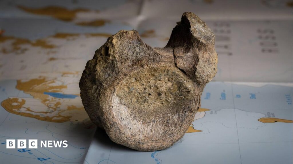 Antarctica’s first ever dinosaur bone discovered in a drawer