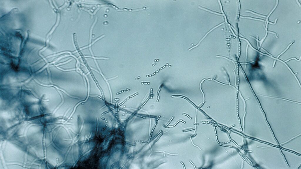 Antibiotic “megacluster” discovery provides new strategy to fight superbugs