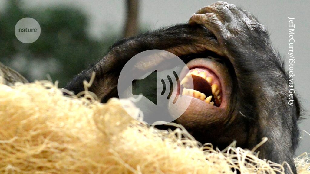 Briefing Chat: What tickling a chimpanzee can tell us about the evolution of speech