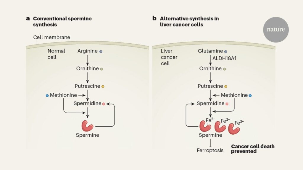 Cancer cells adopt unprecedented strategies to produce a molecule that protects them from iron-dependent death