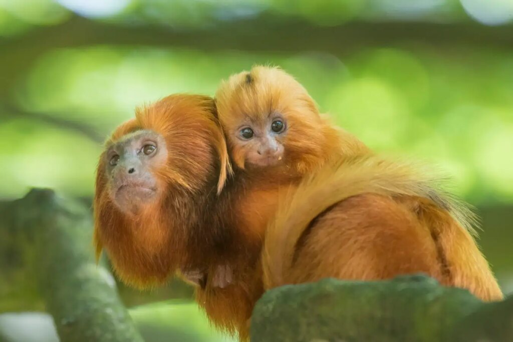 Childbirth for many primate species is even harder than for humans