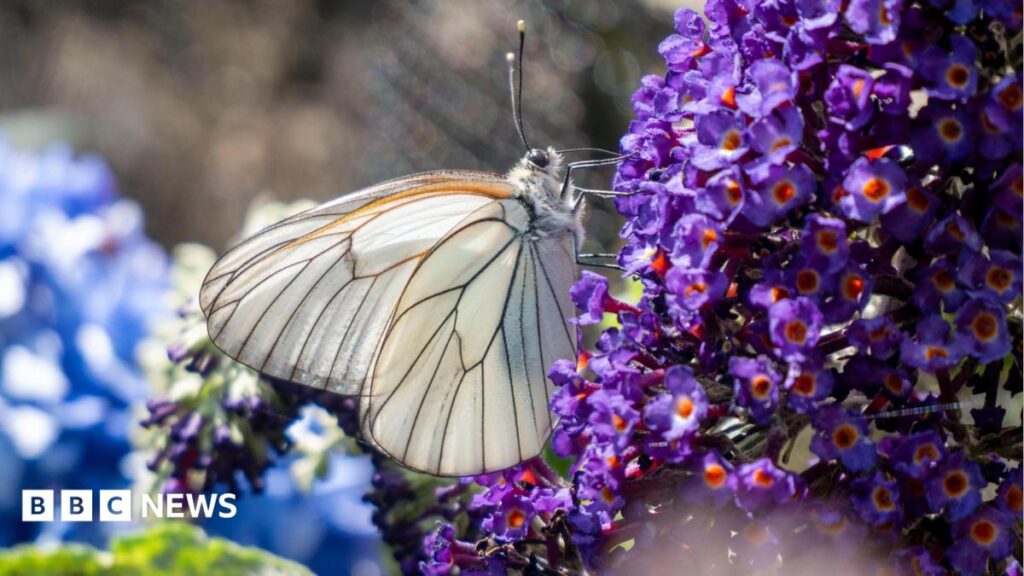 Dartmoor Zoo working to repopulate black-veined white butterflies