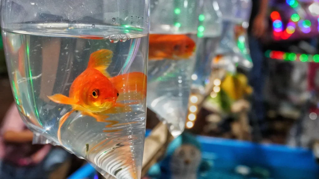 From pet to pest, goldfish can wreck entire ecosystems