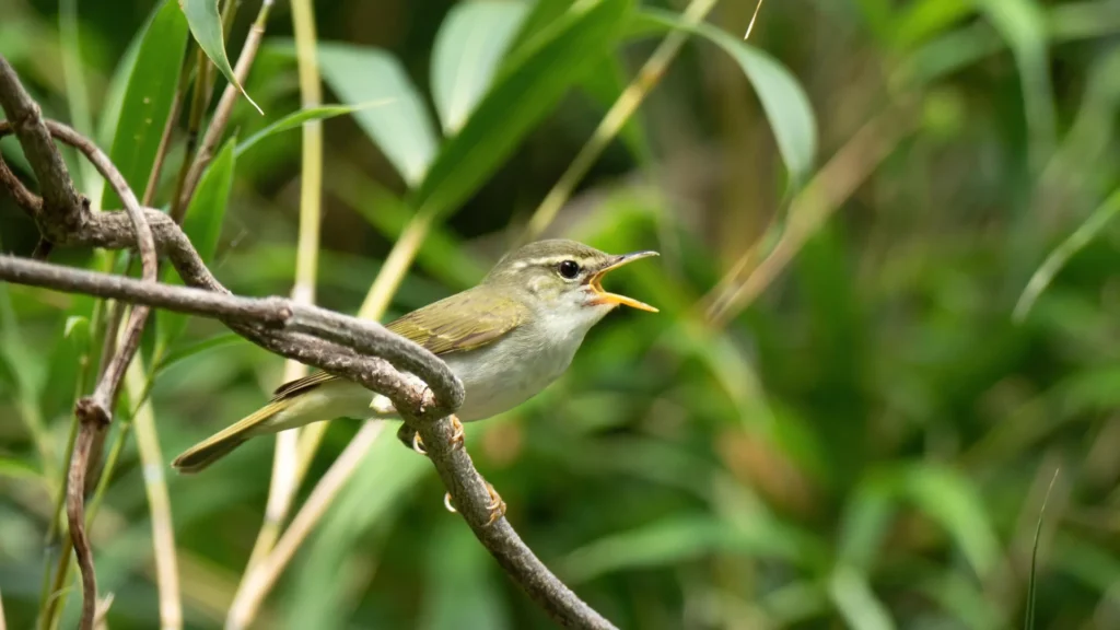 Hidden bird species discovered in Japan after DNA reveals a stunning secret