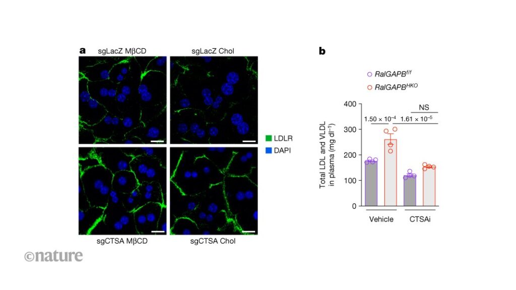 How long-term dietary cholesterol can slow down its own clearance by liver cells