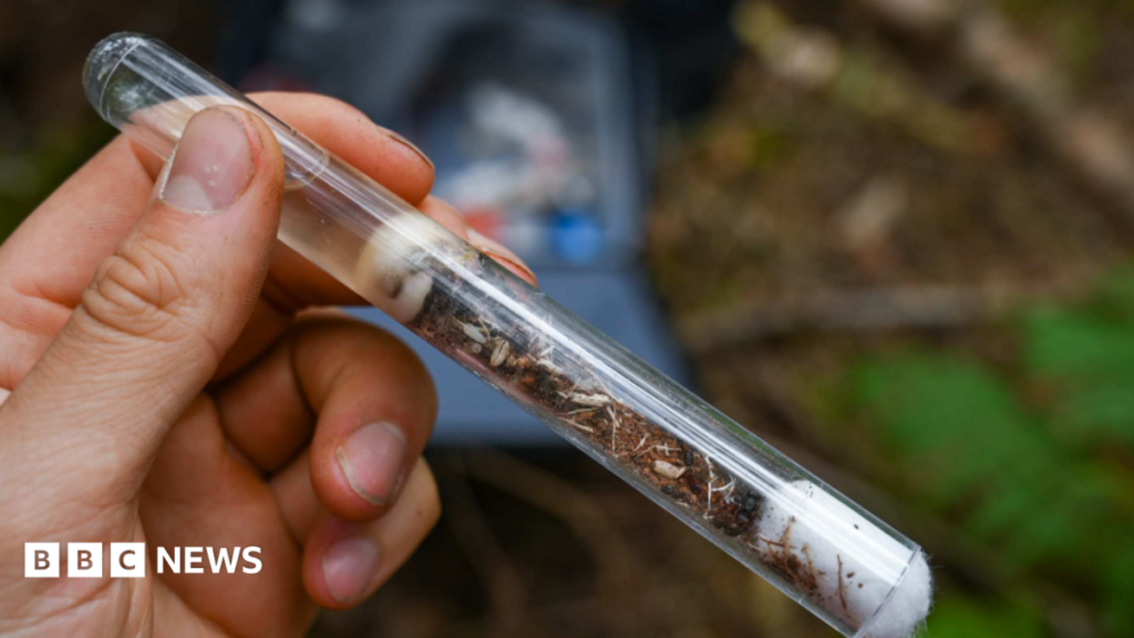 ‘Lost’ ant species reintroduced in Shropshire conservation project