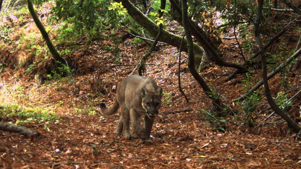Mountain lions changed everything in this tiny California preserve