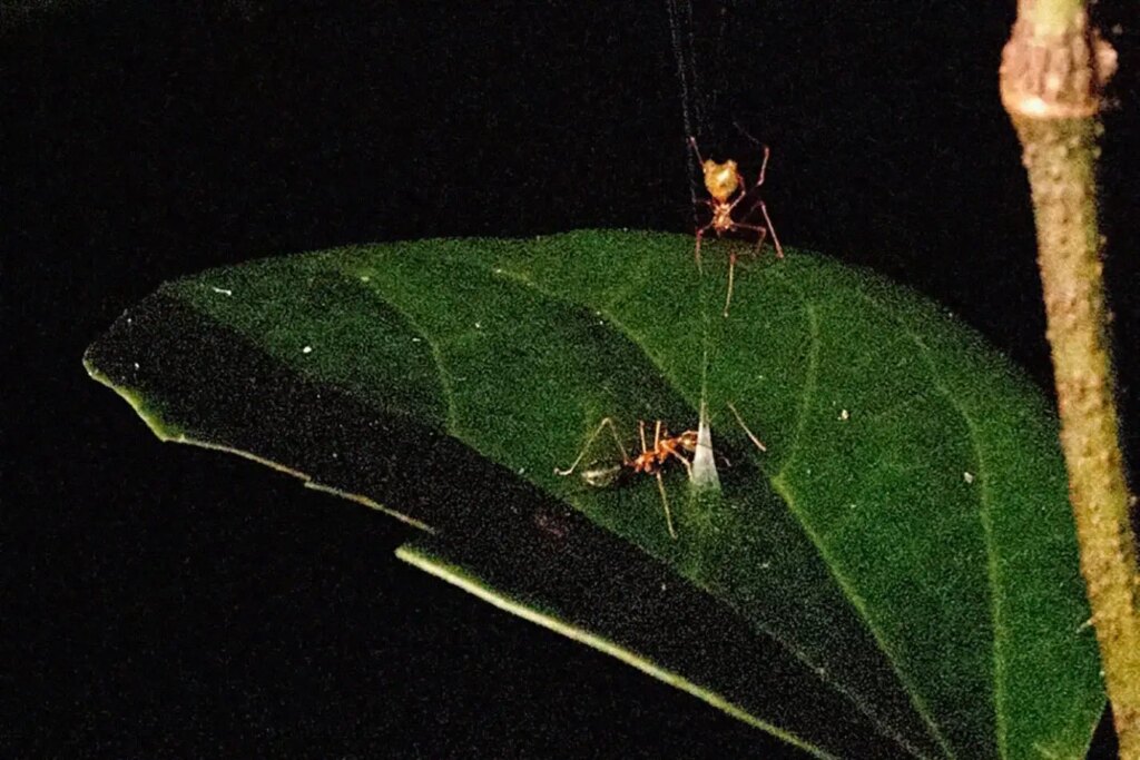 New-to-science spider builds trap that flings ants into the air New-to-science spider builds trap that flings ants into the air