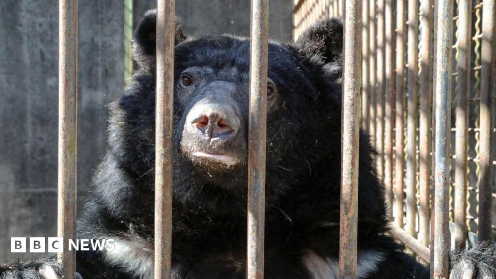 Rescued bears cleared for 5,500-mile Suffolk wildlife park flight