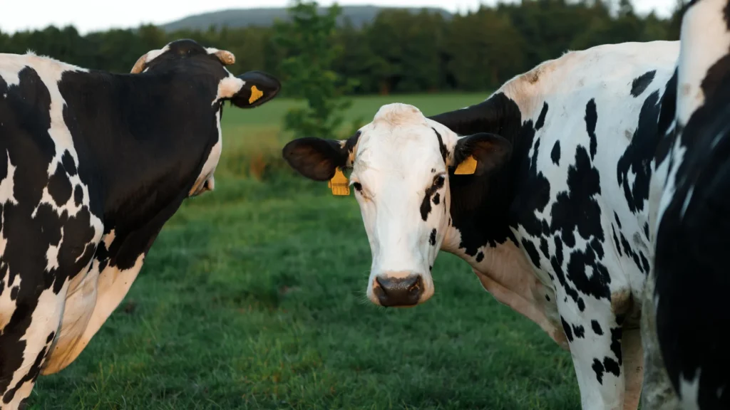 Scientists finally solved how H5N1 bird flu hid in dairy cows