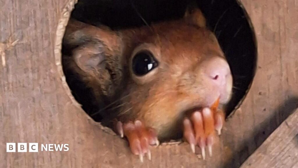 Stonham Aspal red squirrels mark ‘fabulous conservation effort’