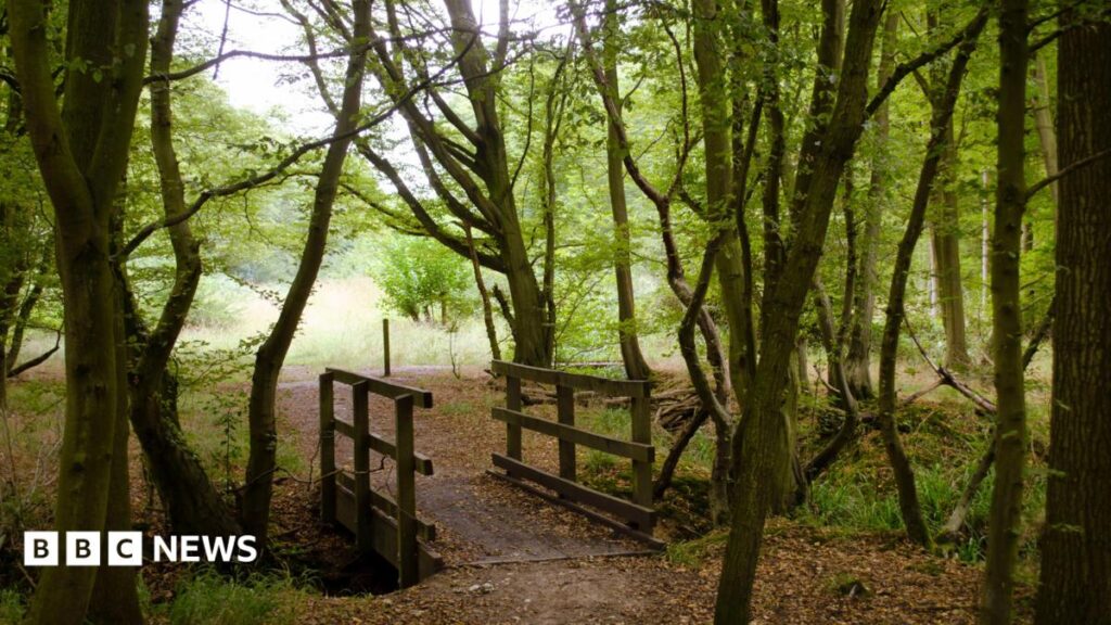 Survey finds ‘significantly more’ ancient woodland in Hertfordshire