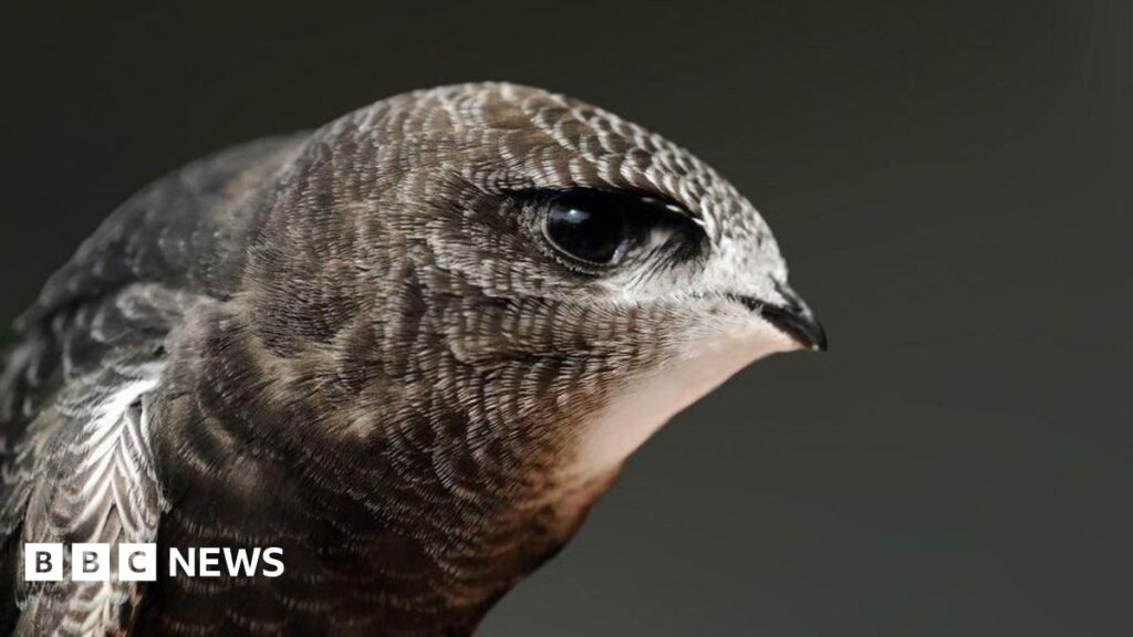 Swift boxes at Darwin College in Cambridge used for first time