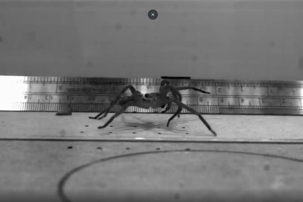 The world’s fastest spider tops 3.5 metres per second