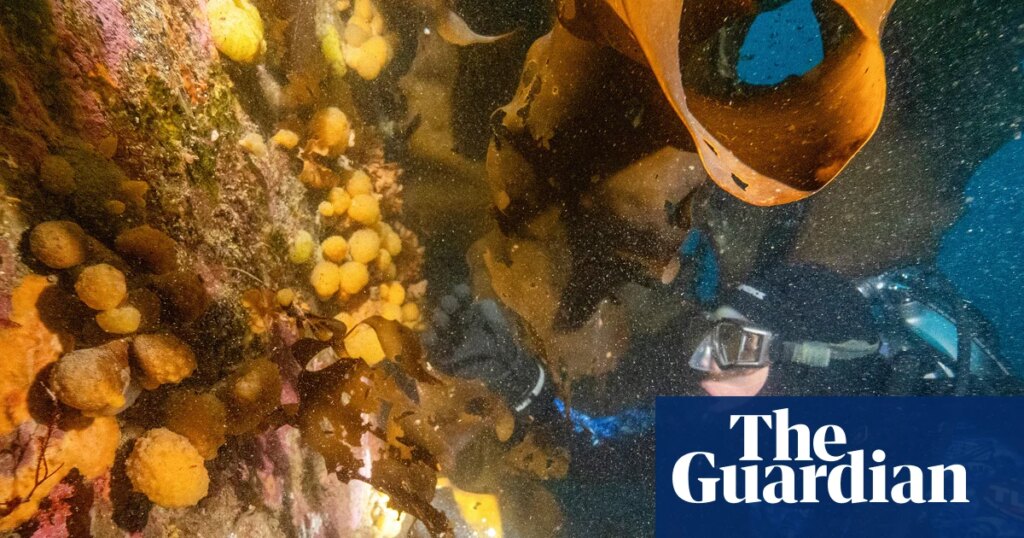 Tiny Antarctic sea creature could be key to treating melanoma, researchers say | Science