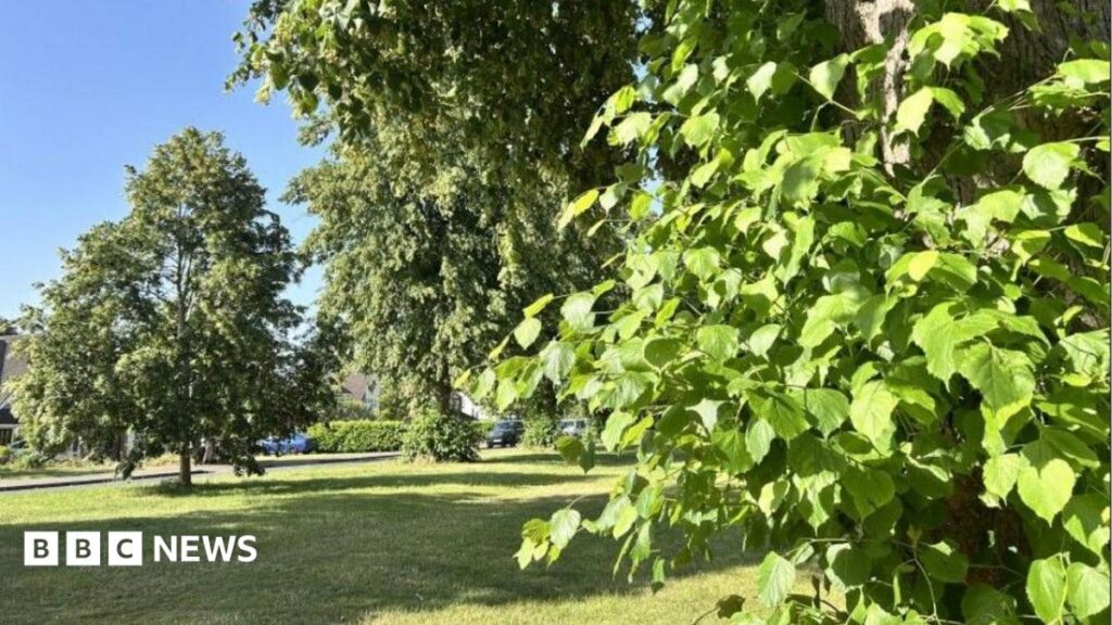 Why some trees might fall during prolonged extreme heat