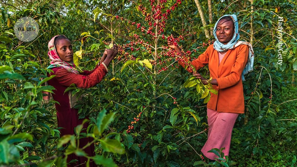 how scientists are fighting to save it from extinction
