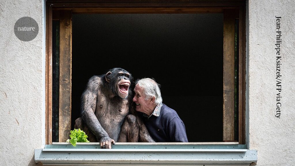 why humans and great apes giggle alike when tickled