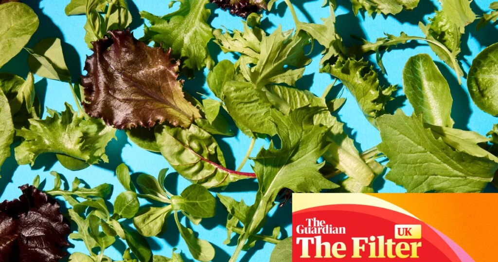‘I ate the whole bag like a packet of crisps’: the best supermarket salad bags, tasted and rated | Salad
