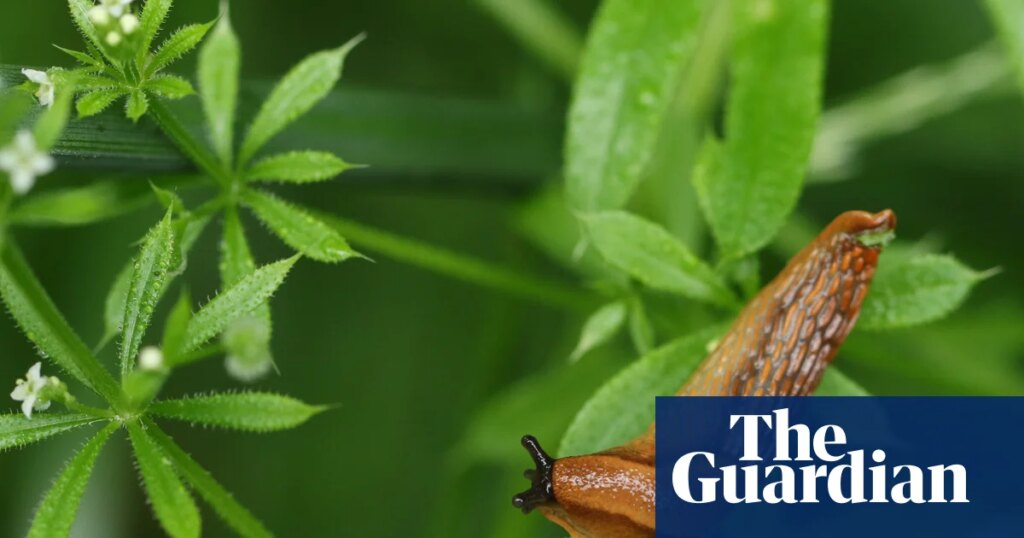 ‘Slug sleuth’ farmers in England help develop prediction tool to cut back on pesticide use | Business
