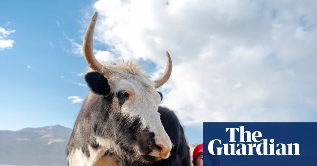An Afghan girl calmly milks a giant yak: Daniel Malikyar’s best photograph | Art and design An Afghan girl calmly milks a giant yak: Daniel Malikyar’s best photograph | Art and design