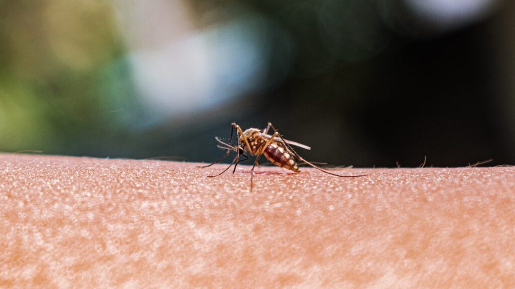 As mosquito ranges expand, better monitoring is key to preventing disease As mosquito ranges expand, better monitoring is key to preventing disease