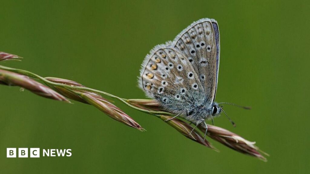 BCP Council urges residents to join the Big Butterfly Count BCP Council urges residents to join the Big Butterfly Count