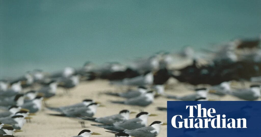 Bird flu has reached Victoria and more wildlife deaths loom. How bad could it get? | Bird flu