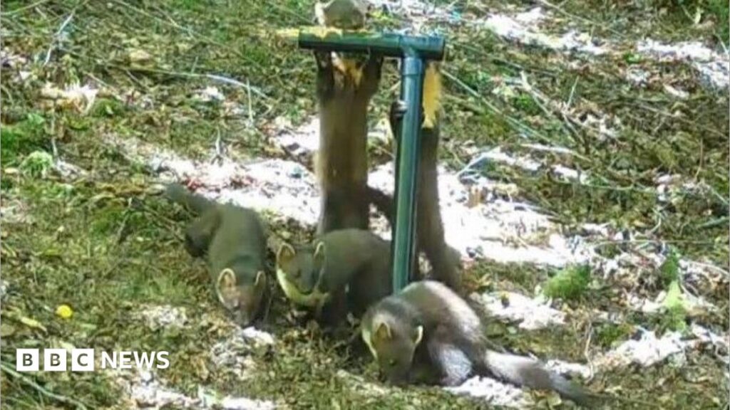 Birth of pine marten kits ‘a fantastic sign’ for Exmoor comeback Birth of pine marten kits ‘a fantastic sign’ for Exmoor comeback