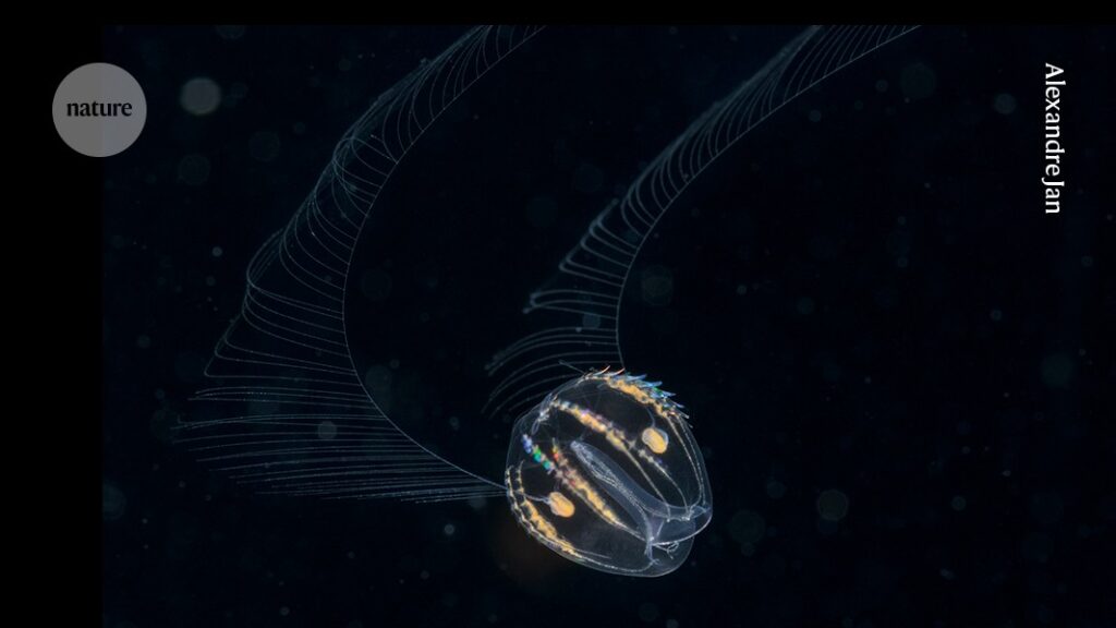 Body-plan organizer in comb jellies hints at animal ancestry