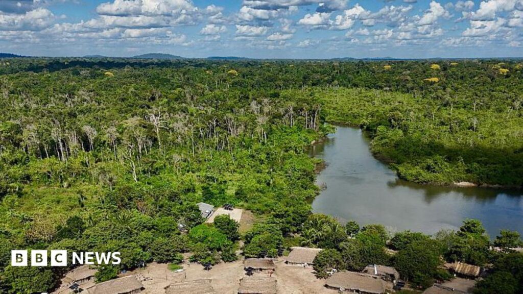 Brazil’s Amazon sees sharp decline of area burned in 2025