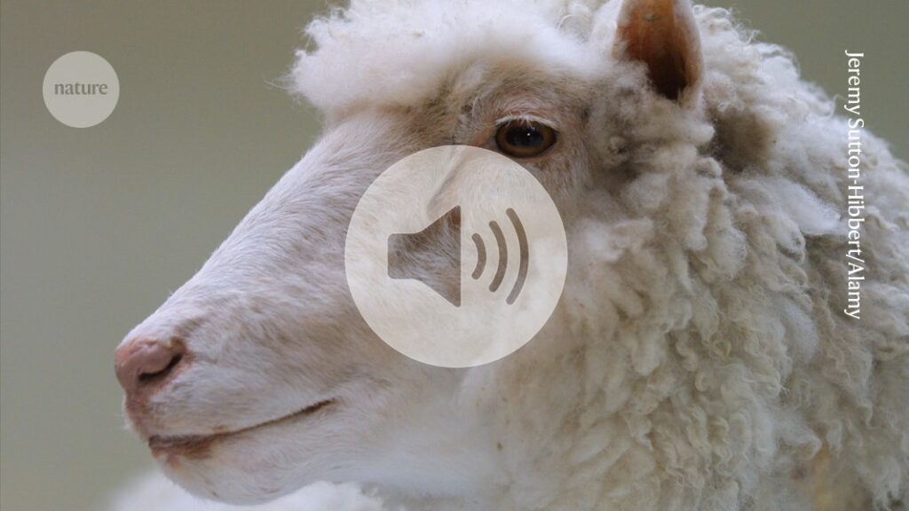 Briefing Chat: The 30 year-legacy of a science icon — Dolly the sheep