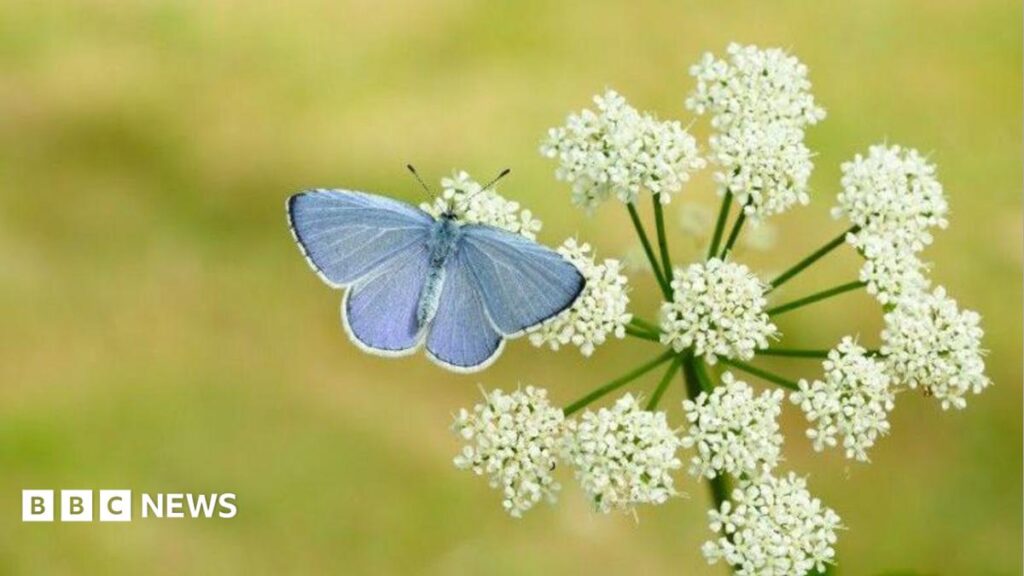 Britain set for butterfly boom after hot spring says Devon expert Britain set for butterfly boom after hot spring says Devon expert