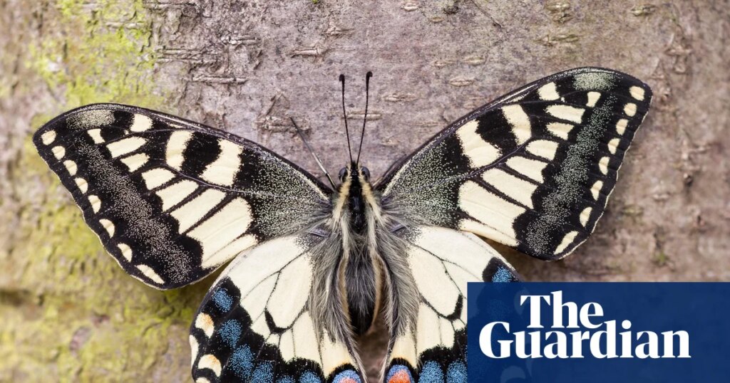 British swallowtail split from European cousins much earlier than thought, study finds | Butterflies British swallowtail split from European cousins much earlier than thought, study finds | Butterflies