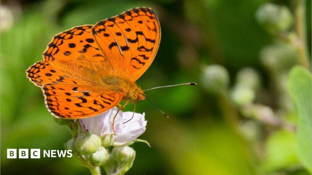 Butterflies’ Bridgend habitat protected by volunteers – and cows