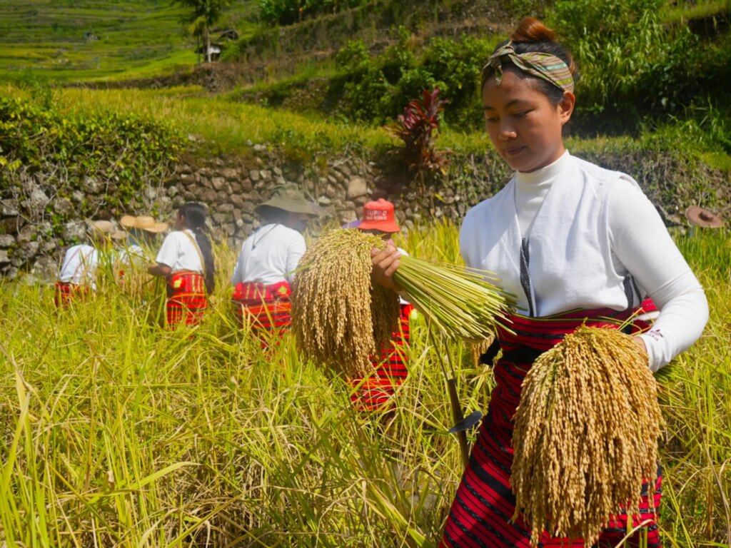 Climate change presents new threat to Philippines’ UNESCO rice terraces | Climate Crisis