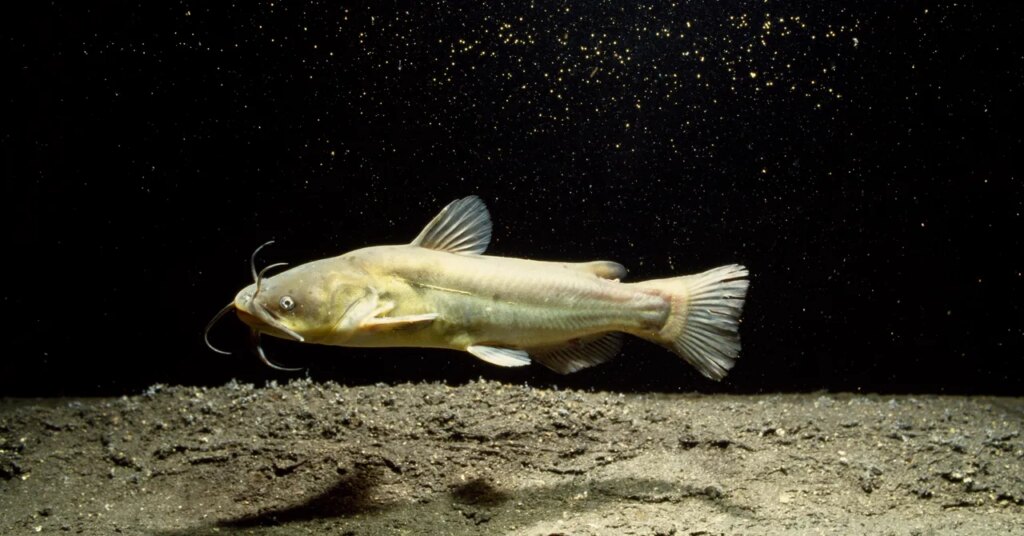 Contagious Cancer Found in North American Catfish Contagious Cancer Found in North American Catfish