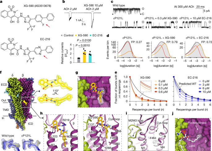 Correcting congenital myasthenia-associated acetylcholine receptor defects Correcting congenital myasthenia-associated acetylcholine receptor defects