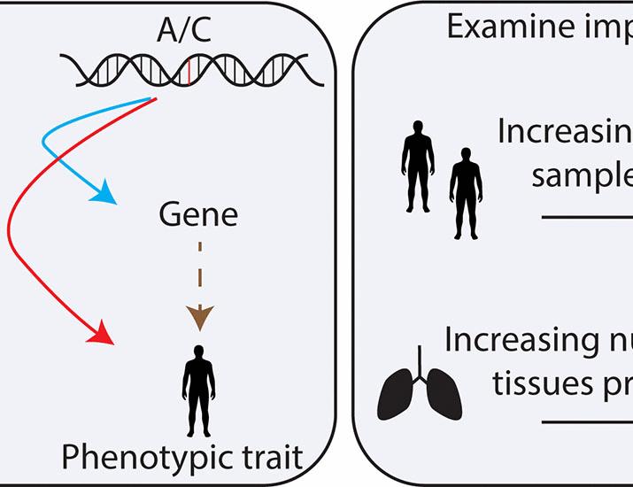 Cross-cohort analysis of expression and splicing quantitative trait loci in TOPMed | Science Cross-cohort analysis of expression and splicing quantitative trait loci in TOPMed | Science