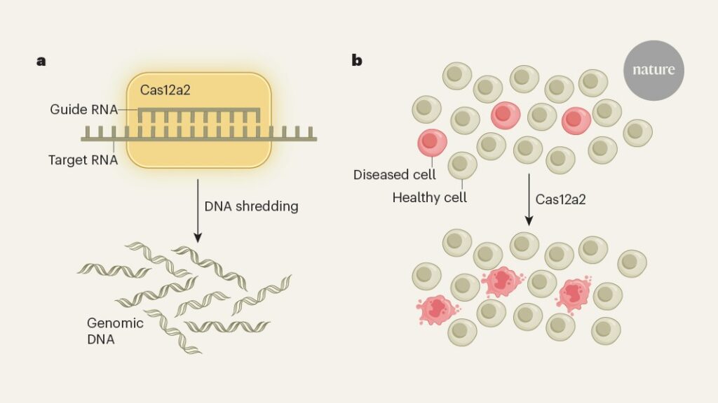DNA-shredding CRISPR enzyme takes aim at cancer cells