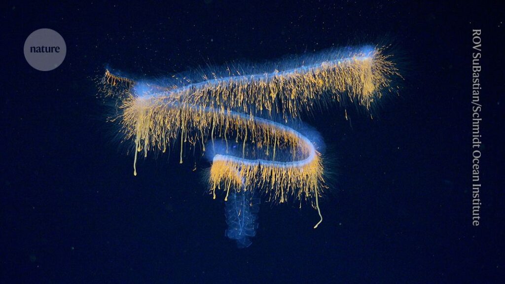 Deep-sea oddities and boatloads of other new species — June’s best science images