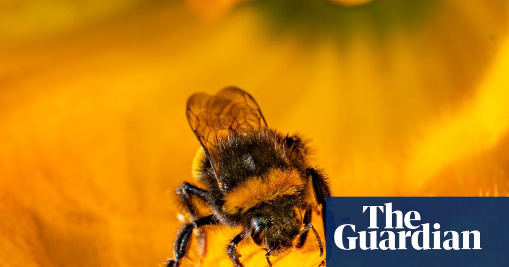 Defra breached law when it let farmers use bee-killing pesticide, watchdog says | Pesticides Defra breached law when it let farmers use bee-killing pesticide, watchdog says | Pesticides