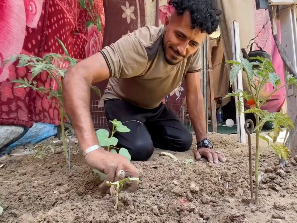 Displaced Gaza farmers turn to dirt near tents to grow crops | Israel-Palestine conflict News