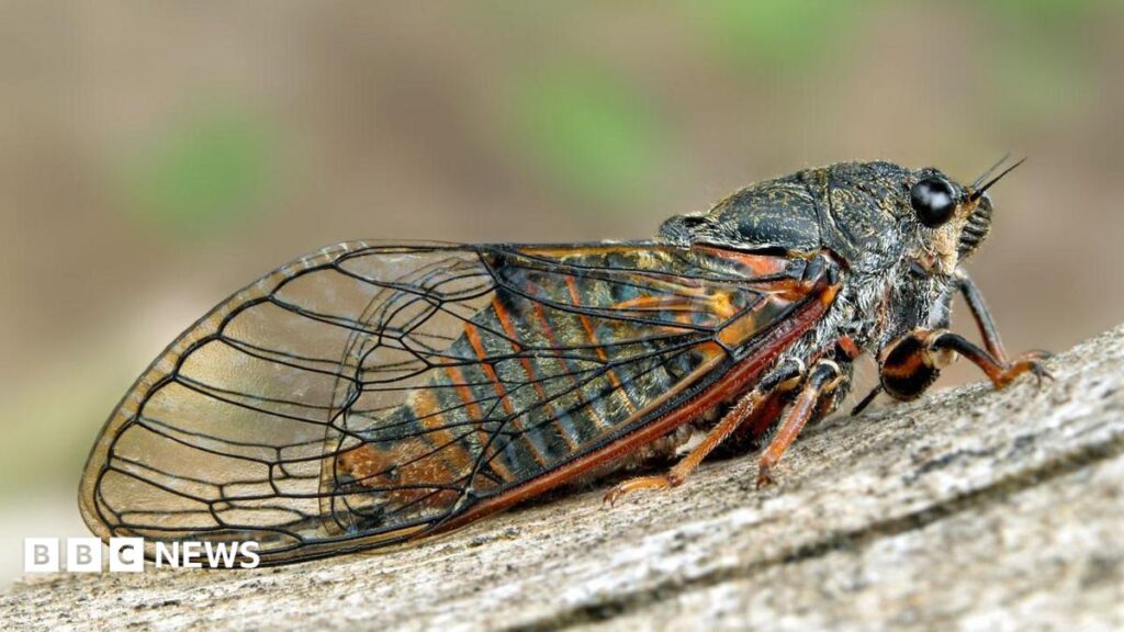 Eggs of extinct singing insect brought to Hampshire from France