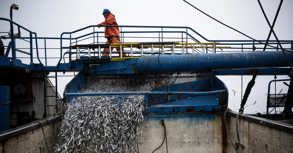 El Niño Is Already Wreaking Havoc on Pacific Fisheries