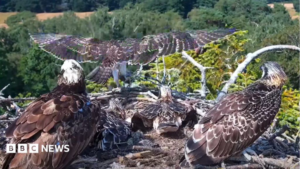 First of four juvenile ospreys takes flight near Poole Harbour