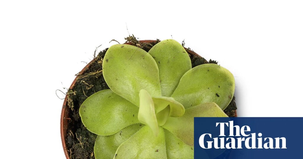 Houseplant hacks: can butterworts control fungus gnats? | Houseplants Houseplant hacks: can butterworts control fungus gnats? | Houseplants