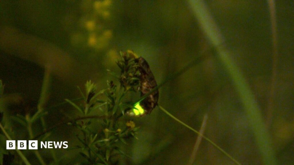 How Benfield Hill Nature Reserve helps glow worm population