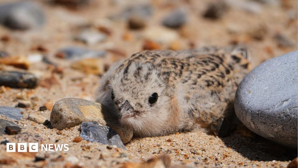 How a 40-year project helped little terns in Norfolk and Suffolk